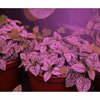 Miracle Led 4-Socket Seed to Flower LED  Grow Light Kit 603795